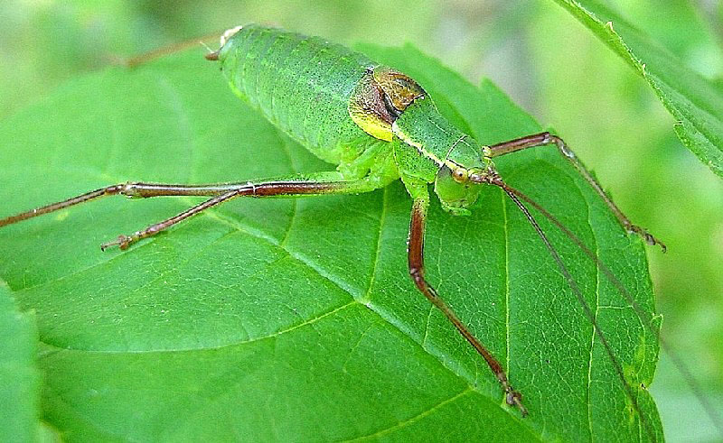 Kisella irena, Mantis religiosa, Barbitistes sp.,Tettigonia viridissima